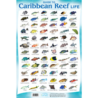 Reef Life Fish Posters 12in. x 18in. laminated
