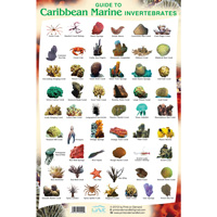 Reef Life Invertebrates Posters 12in. x 18in. laminated